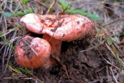 Рыжики