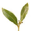 Лавровый лист Laurus nobilis